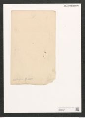 Amphiprora tahitensis Grun. (de-Toni-Nr.: Genus 29, Species 1321) Zeichnungen Sammlung Grunow (NHMW-BOT-W0369725)